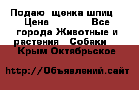 Подаю. щенка шпиц  › Цена ­ 27 000 - Все города Животные и растения » Собаки   . Крым,Октябрьское